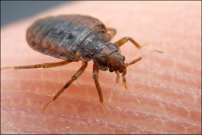 Как избавиться от клопов в квартире или загородном доме