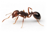 Как избавиться от муравьев дома